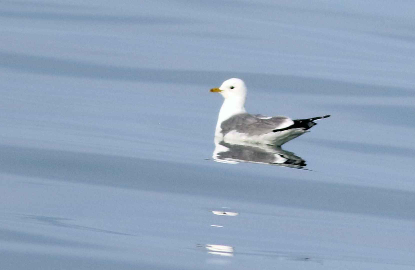 Mew Gull